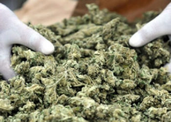 Ghana legalizes cannabis for health and industrial purposes
