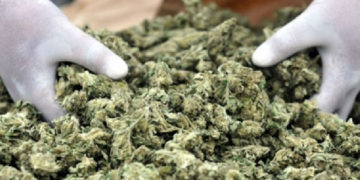 Ghana legalizes cannabis for health and industrial purposes