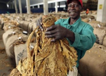 Zimbabwe: farmers start selling tobacco crop following coronavirus delay