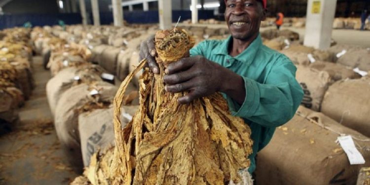 Zimbabwe: farmers start selling tobacco crop following coronavirus delay