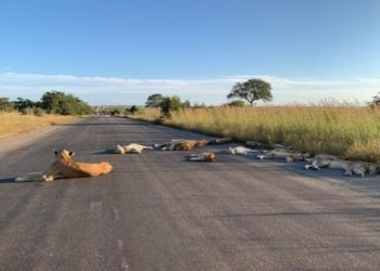 Lions nap on road during South Africa coronavirus lockdown