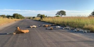 Lions nap on road during South Africa coronavirus lockdown