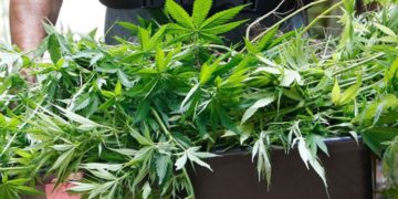 Soldier opens fire in Gambia after being arrested with cannabis