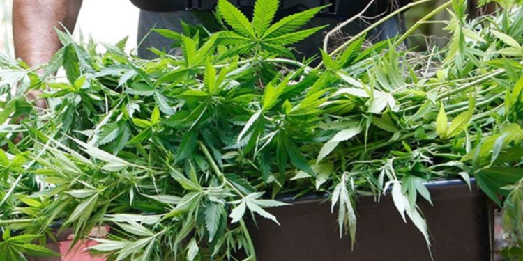 Soldier opens fire in Gambia after being arrested with cannabis