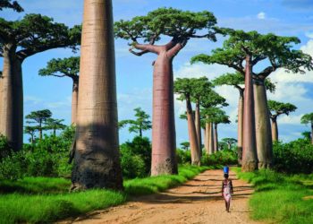 Avenue of the Baobabs