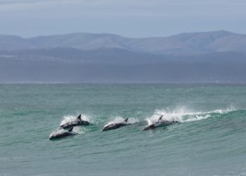 Dolphin Beach, Jeffreys Bay