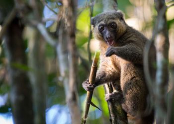 Ranomafana National Park