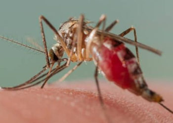 WHO warns malaria deaths could double during virus pandemic