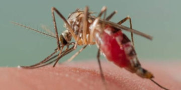 WHO warns malaria deaths could double during virus pandemic