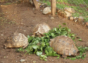 Wild animals in Kenya museums face starvation