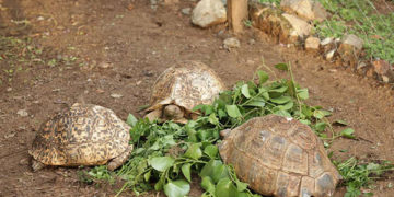 Wild animals in Kenya museums face starvation