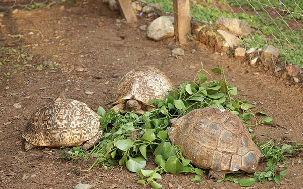 Wild animals in Kenya museums face starvation