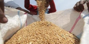 WFP to import 200,000 tonnes of wheat for Sudan