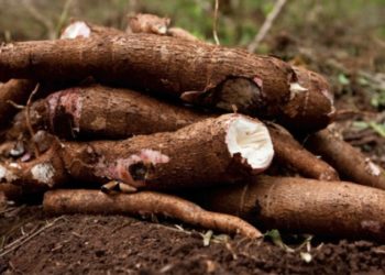 Lusaka: Climate-Smart Cassava Gets New Use in Zambia - Hand Sanitiser