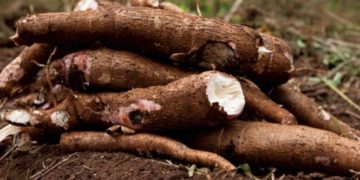 Lusaka: Climate-Smart Cassava Gets New Use in Zambia - Hand Sanitiser