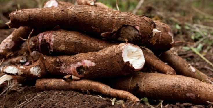 Lusaka: Climate-Smart Cassava Gets New Use in Zambia - Hand Sanitiser