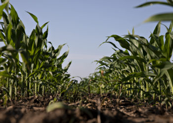 Zambia: Farmers Must Serve Nation's Interest