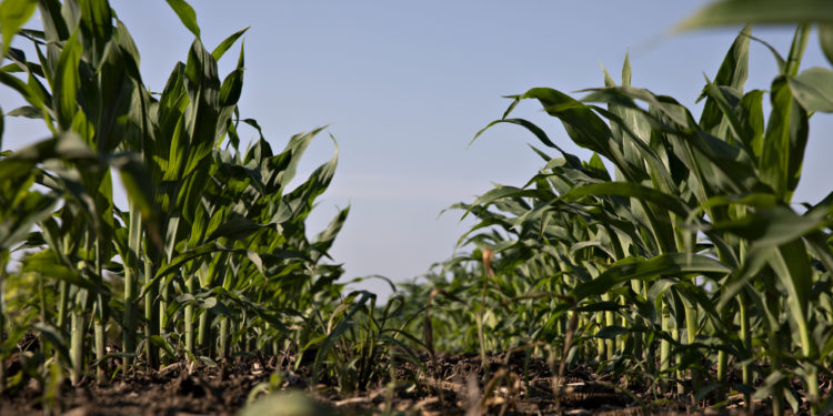 Zambia: Farmers Must Serve Nation's Interest