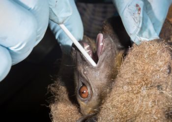 "No scientific backing" for claims COVID-19 could have escaped from Wuhan lab: scientists