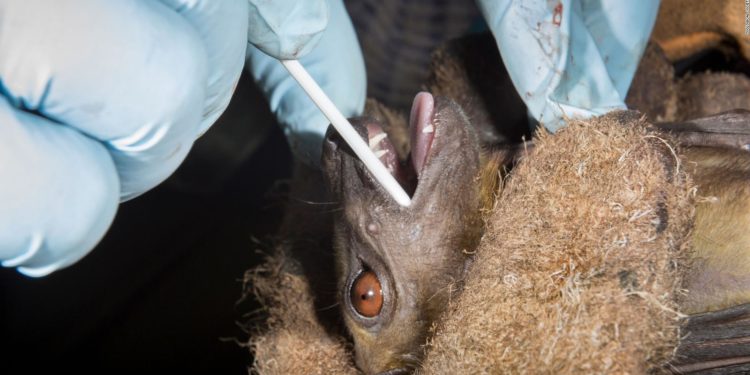 "No scientific backing" for claims COVID-19 could have escaped from Wuhan lab: scientists