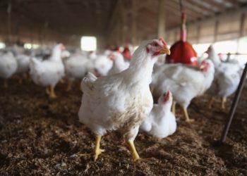 Uganda: Chicken business booms as Muslims celebrate Eid