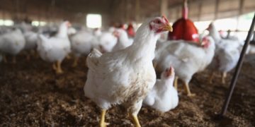 Uganda: Chicken business booms as Muslims celebrate Eid