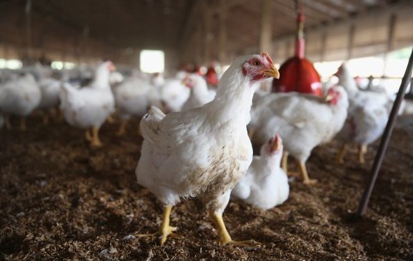 Uganda: Chicken business booms as Muslims celebrate Eid