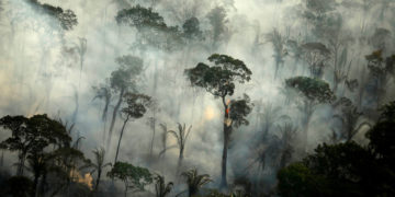 Brazil sends in troops to protect rainforest