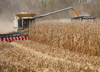 UK mulls cutting tariffs on US agricultural imports