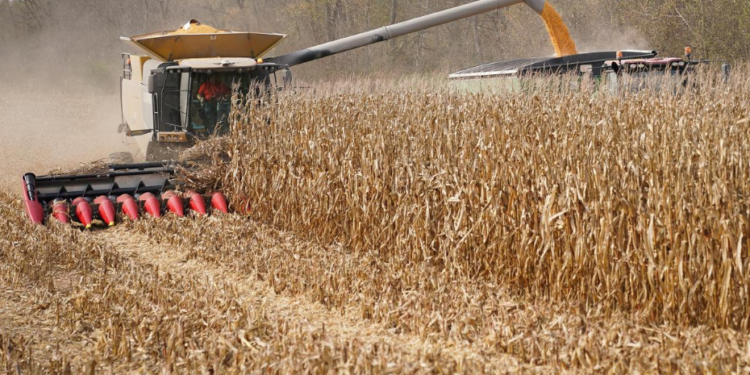 UK mulls cutting tariffs on US agricultural imports