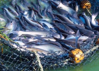 Jordan imports fish from Egypt due to shortage in Aqaba