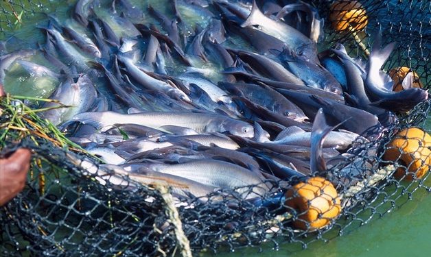 Jordan imports fish from Egypt due to shortage in Aqaba