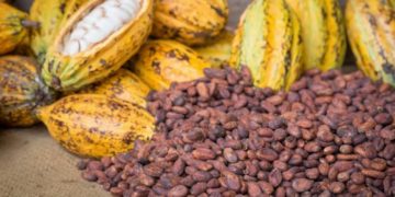 Bad weather hits Ivory Coast cocoa mid-crop