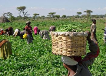 Nigeria: Buhari tasks farmers on massive food production, says“no money for food importation