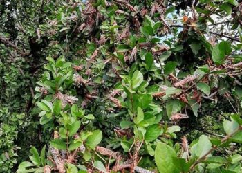 UGANDA: World Bank provides $48 million emergency support for Uganda to manage Desert Locust threat