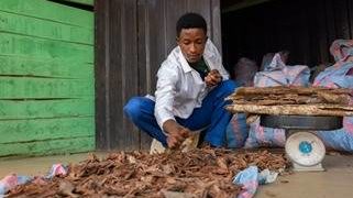 WHO Meets African Traditional Medicine Experts For COVID-19 Cure