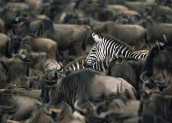 The Maasai Mara National Reserve, Kenya