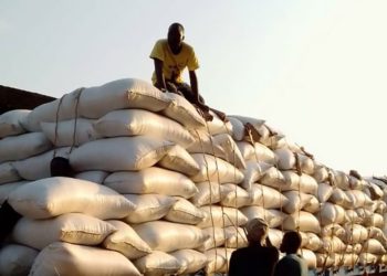 Benin Enhances Production and Export of Soybean Using Bio-fertilizers and Isotopic Technology