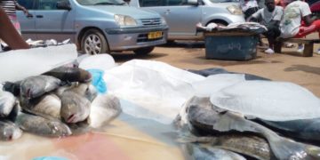 Malawi: Firm laments Covid-19 impact on GDP growth