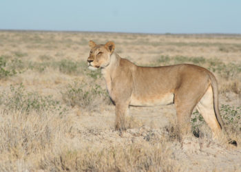 Etosha National Park, Namibia