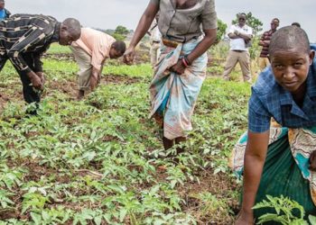 Malawi: ‘Farmers are being duped’