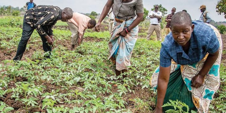 Malawi: ‘Farmers are being duped’