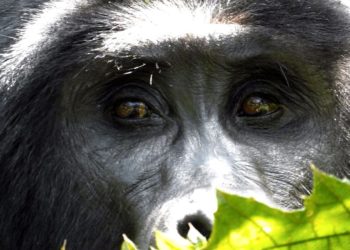 Bwindi Impenetrable National Park, Uganda