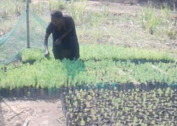 Malawi: Impacting lives with Social Cash Transfer