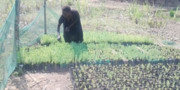 Malawi: Impacting lives with Social Cash Transfer