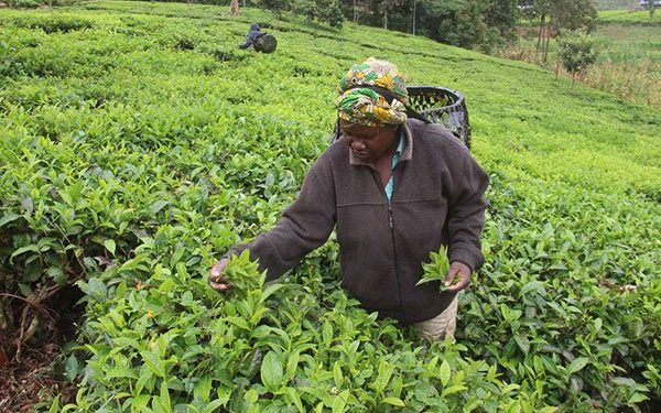 Kenya: Brace yourselves for lower tea bonus, KTDA tells farmers