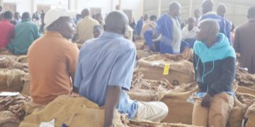 Malawi: Tobacco rakes in $39.4 million