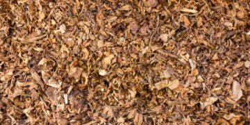 Malawi: Tobacco prices swell 22% in second week