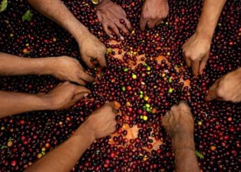 Enhancing Food security: Egypt increases 20/21 FY allocations for agriculture by 2%