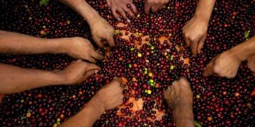 Enhancing Food security: Egypt increases 20/21 FY allocations for agriculture by 2%